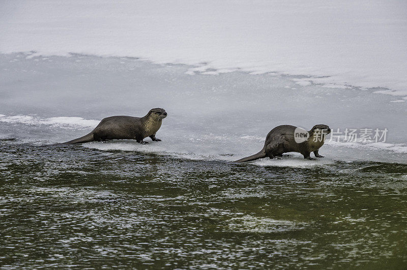 北美水獭，Lontra canadensis，也被称为北方水獭或普通水獭，是北美特有的半水栖哺乳动物。冬天在黄石河边和雪地里玩耍，黄石国家公园